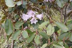 Rhododendron campanulatum